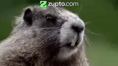 Groundhog says I love you