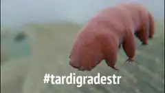 Tardigrade walking