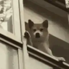dog looking out window