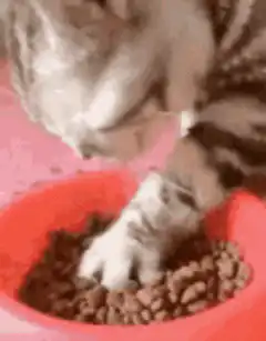 Cat digging in food bowl