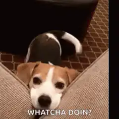 Beagle peeking over couch whatcha doin