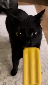 Black cat licking yellow popsicle