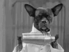 French Bulldog shaking a cocktail shaker