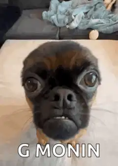 G Monin Pug Dog