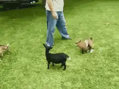 Goat falls over dramatically