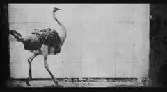 ostrich walking across screen