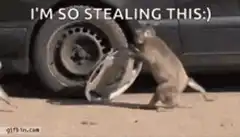 Monkey stealing hubcap