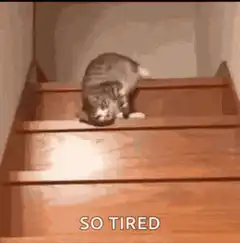 Tired cat rolling down stairs