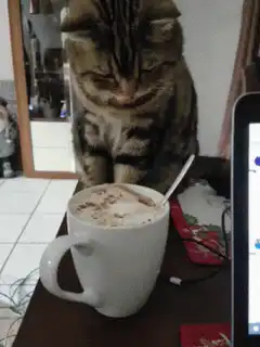 Cat licks coffee and looks away