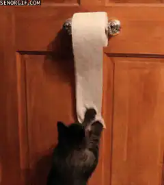 cat unrolls toilet paper