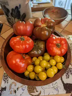 wooden bowl of heirloom tomatoes