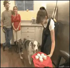 Dog shocked by cupcakes