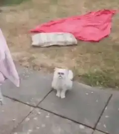 shocked white cat with glasses
