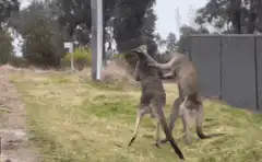 Two kangaroos boxing in a field