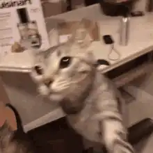 cat gets hit with paper