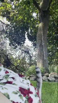 cat under floral blanket in garden