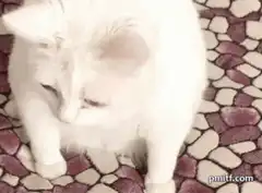 White cat looking down