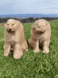 Two fluffy golden puppies sitting in a field
