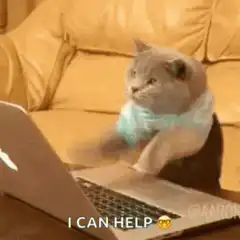 cat typing on laptop i can help
