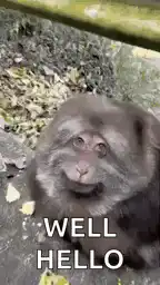 Monkey saying well hello