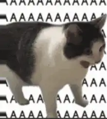 Cat walking in front of repeating A's