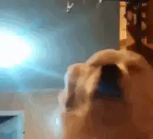 Golden Retriever puppy sneezing
