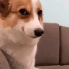 Smug Corgi Dog