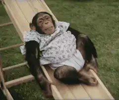 Baby chimpanzee relaxing on a lounge chair