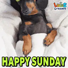 Dachshund with cucumber eyes happy sunday