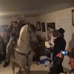 Man rides white horse indoors at party