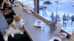 Cat sitting at cafe counter
