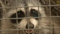 Raccoon behind cage bars