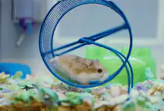 hamster running in blue wheel