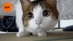 wide-eyed cat with zap