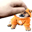 Hand petting Shiba Inu in orange hoodie