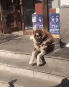 Dog sitting on steps falls over