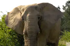Elephant flapping ears