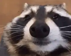 Funny raccoon compilation