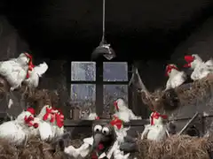 chicken dance barn