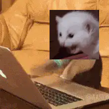 cat typing on laptop