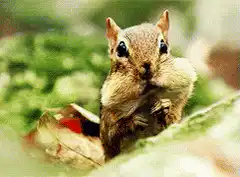 chipmunk stuffing cheeks