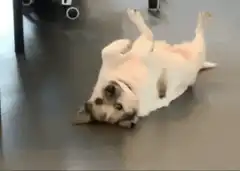 Dog rolling on floor work