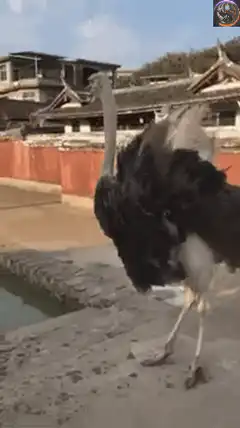 Ostrich chasing man Web3 Nostr