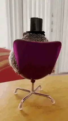 Hedgehog in top hat uncurls