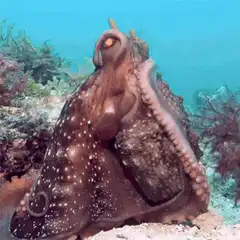 Octopus hugging itself underwater