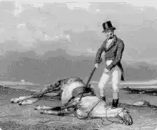 Man poking dead horse with stick