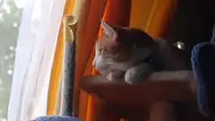 sleeping cat on cat tree