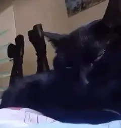black cat sleeping with feet in background