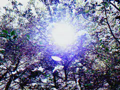 glitchy sun through trees