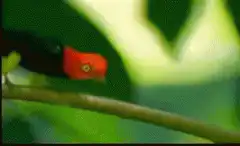 Red-crested manakin on branch